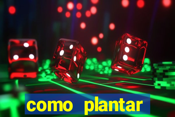 como plantar gergelim no vaso