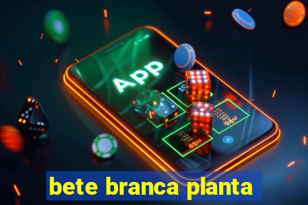 bete branca planta