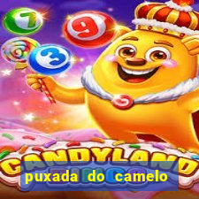 puxada do camelo no jogo do bicho